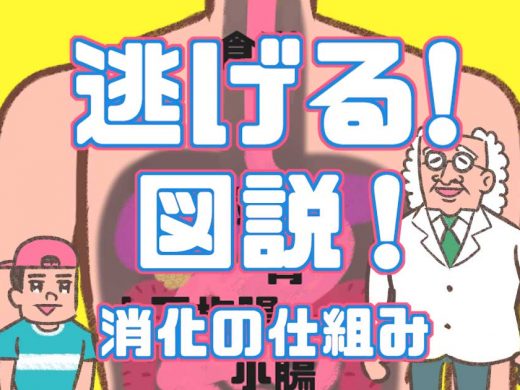 【学習】逃げる図説！消化の仕組み