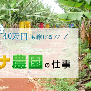 【海外】1ヶ月で約40万円も稼げる!? 知られざる「バナナ農園」の仕事