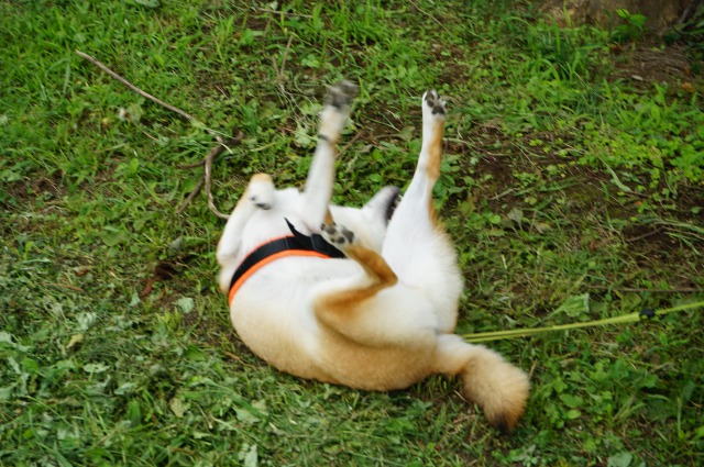 ムキムキの柴犬を撮ろうとした一日 オモコロ