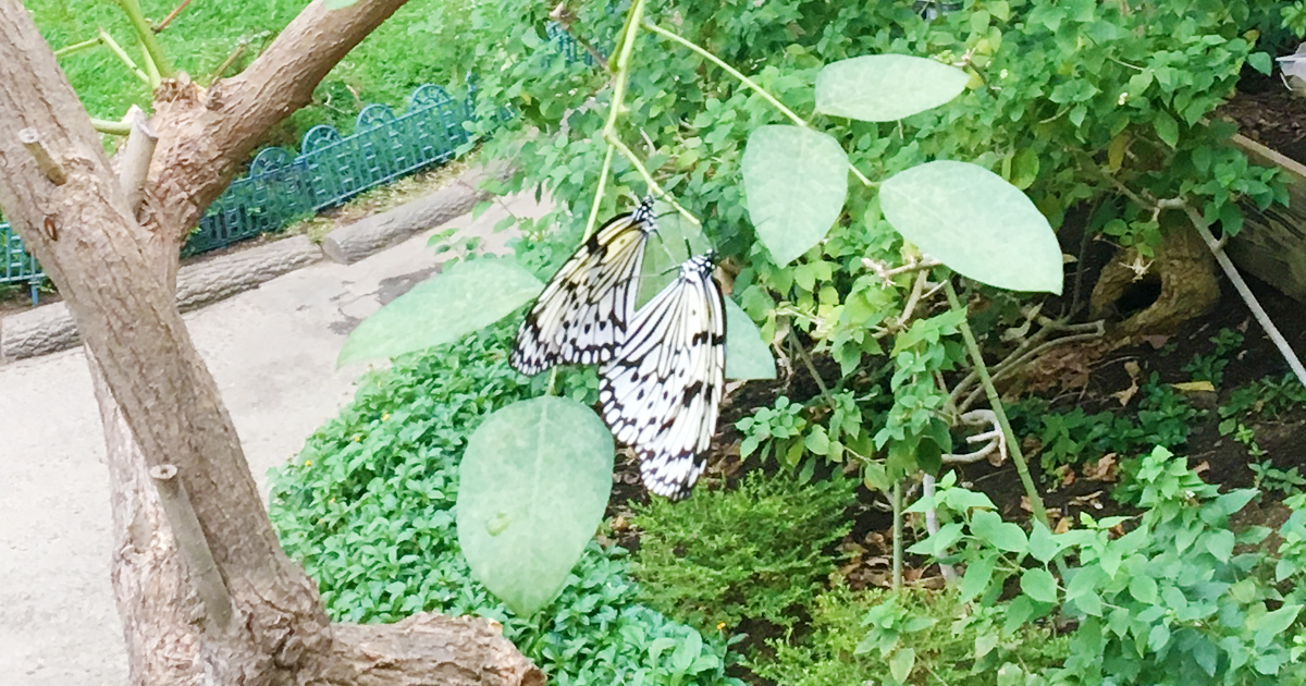 多摩動物公園は 蝶の大温室 も最高だよという話 オモコロブロス