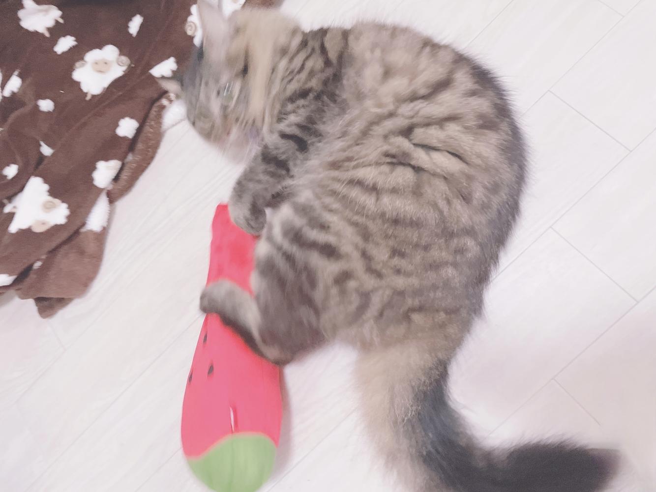 ☆新品 お昼寝子猫ちゃんの塩瀬の名古屋帯 着物・浴衣