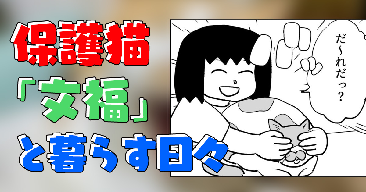 保護猫「文福」と暮らす日々【マンガ】