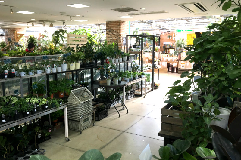 東京都内 オススメの植物店 多肉 サボテン 観葉植物 随時追加 オモコロブロス