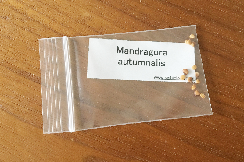 伝説の植物 マンドラゴラ マンドレイク を栽培したい オモコロブロス