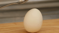 egg20